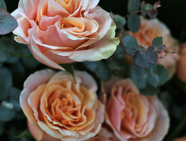 Букет из пионовидных роз с эвкалиптом Фото